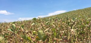 RS finaliza plantio de soja, mas potencial produtivo continua afetado pela seca