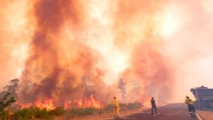 Incêndios matam milhares de animais e oferta de gado deve diminuir