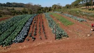 Consumo de orgânicos tem grande crescimento no Brasil