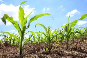 Geada ameaça milho safrinha não plantado até agora