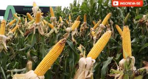 Sindicato Rural de Cascavel: do grão ao camarão