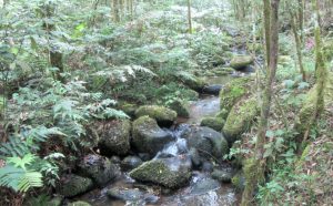 Paraná é referência em conservação ambiental
