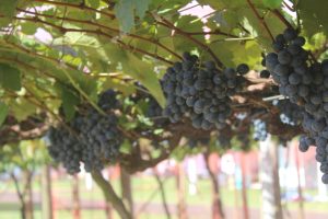 Efeitos climáticos afetam produção de frutas