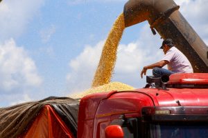 Colheita da 1ª safra de milho chega a 60 mil ha no Paraná