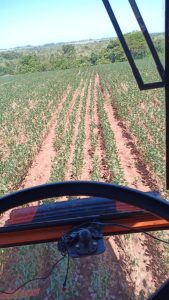 Paraguai tenta se reerguer após safra desastrosa
