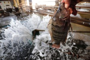 PEIXES: Paraná mantém liderança nacional