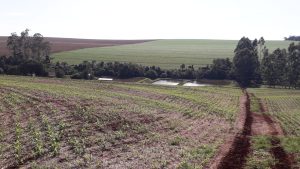 Produtor perde milhares de peixes por falta de luz