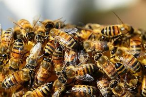 Desequilíbrio ambiental provoca fuga de abelhas à cidade