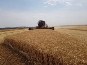 Mesmo com dificuldades, cenário da produção de trigo é favorável