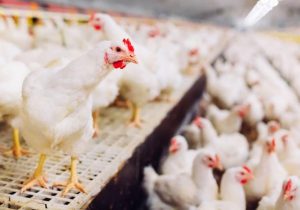 Brasil segue livre de gripe aviária e desponta no mercado internacional