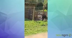 COVARDIA: Bode agredido a pauladas no Paraná