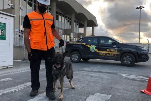 Cães são usados contra tráfico de drogas em navios