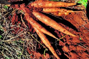 Nova cultivar de mandioca será apresentada no Show Rural