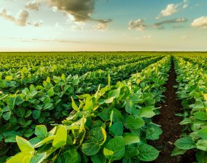 Paraná participa de levantamento inédito de produtividade da soja