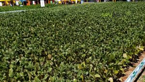 Novas cultivares de soja unem resistência e alta produtividade