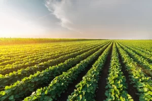 Câmara aprova mudanças nas regras de registro de agrotóxicos
