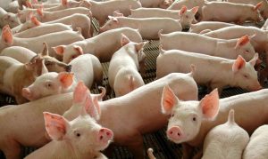 Suinocultores buscam alternativas para enfrentar crise no setor