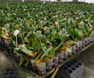 Praga que apodrece plantas é impedida de entrar no Brasil