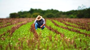 VÍDEO: endividamento rural beira R$ 1 trilhão