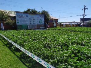 Novas cultivares de feijão garantem grande potencial produtivo
