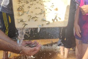 Mais 105 mil peixes nativos são soltos no Rio Paraná