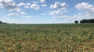 Seca influencia nos preços pagos aos produtores