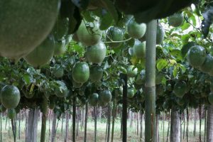 Maracujá é opção de diversificação de renda