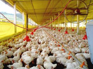 Novidade: avicultor tem acesso direto ao custo de produção do frango