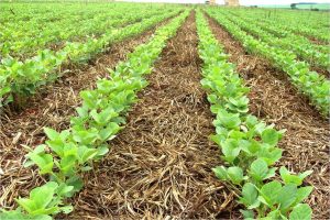Estudo aponta eficiência de plantas de cobertura nas lavouras
