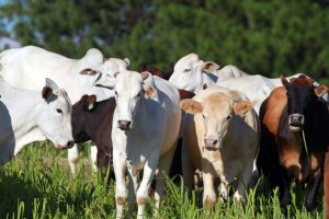 Volta da chuva favorece o manejo do rebanho
