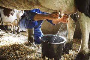 Produtores de leite enfrentam cenário desafiador