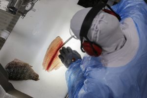 C.Vale bate recorde na produção de tilápias