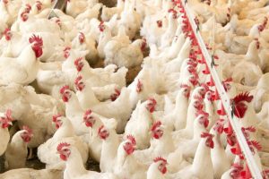 Exportações de carne de frango crescem 13%