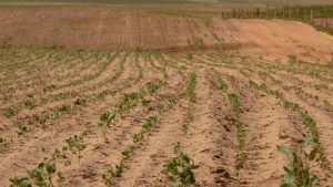 Tecnologia pode diminuir perdas causadas pela crise climática