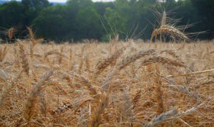 Com 19% das áreas colhidas, produtor espera o sol para tirar o trigo do campo