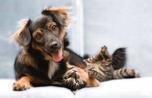 Mapa facilita entrada de cães e gatos para quem vem da guerra