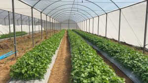 Transplante entre plantas melhora produtividade nas lavouras
