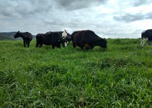Nova cultivar de capim melhora produção leiteira