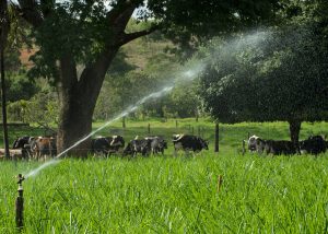 Programa ajuda economizar milhões de litros de água na produção leiteira