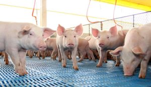 Exportação de carne suína subiu 1,3%