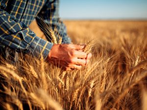 Cenário do trigo exige planejamento dos produtores