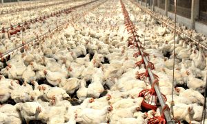Preço do frango começa a se recuperar