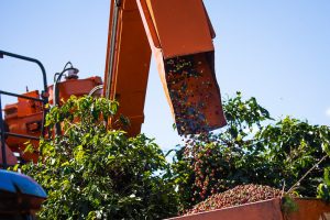 Condições climáticas afetam produção de café