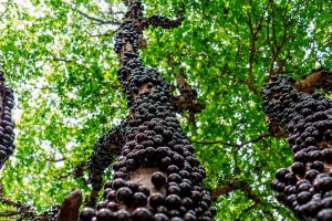 Jabuticaba é garantia de diversidade em produtos