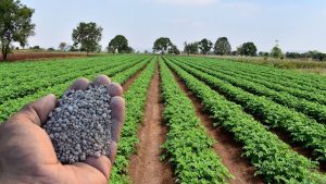 Uso racional de fertilizantes é essencial em tempos de crise