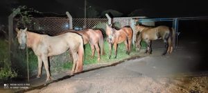 Nem os cavalos escapam: PM recupera 5 animais furtados