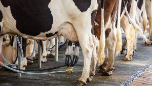 Mercado leiteiro enfrenta altos custos e queda no consumo