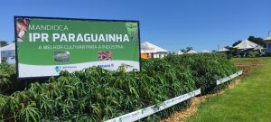 Nova cultivar de mandioca é destaque em produtividade