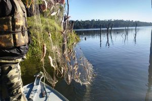 PIRACEMA: apreensões superam meia tonelada de peixes e camarões