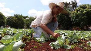 VÍDEO: valorizar o pequeno é ser grande